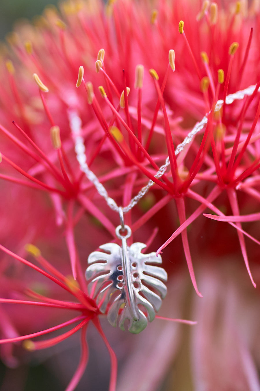 Silver Monstera Leaf Pendant Necklace On Red Flower Bckground